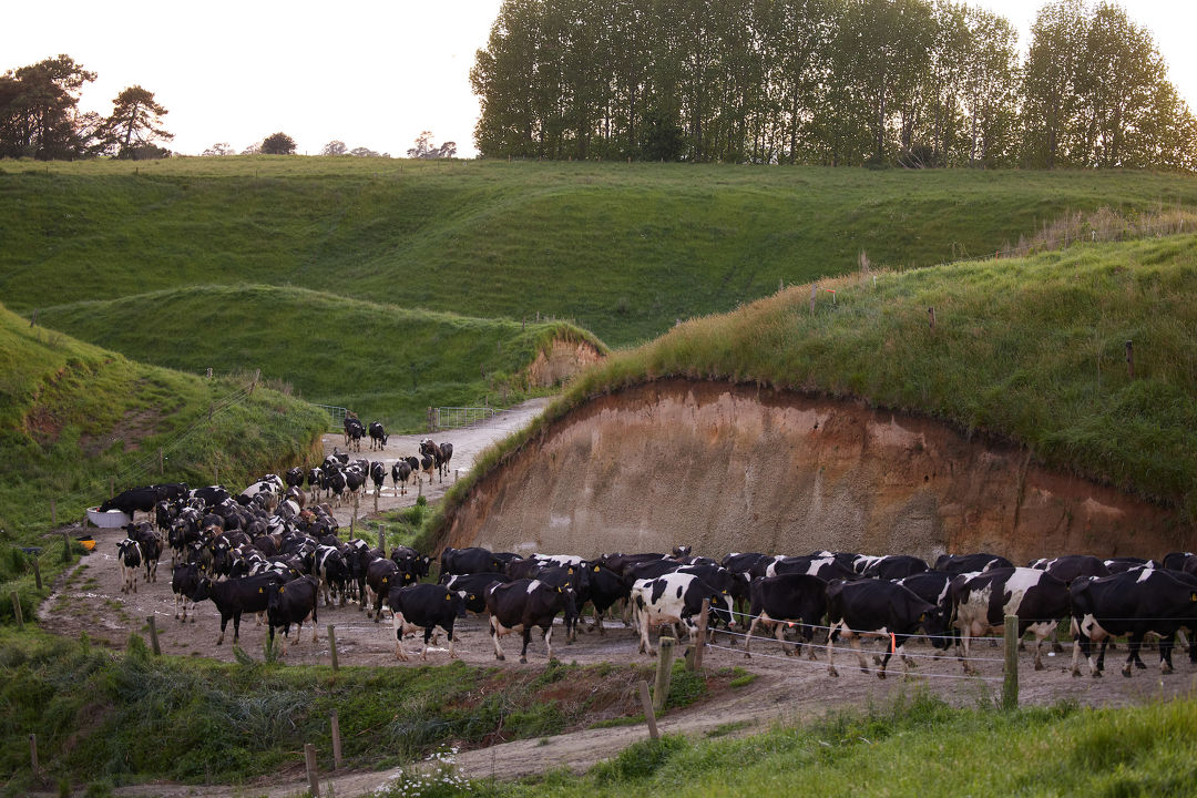 Dairy farms see unexpected rise in Serratia mastitis