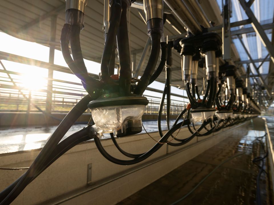 The 4 elements for cleaning your milking system