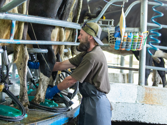 Milking freshly calved cows and controlling early lactation mastitis ...
