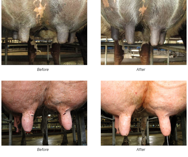 Focusing on teat condition during late lactation