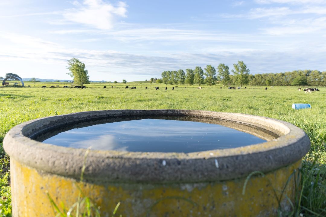 Keep your cows hydrated with clean trough water